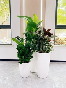 花卉租摆价格实惠，宁波海曙的绿色新体验