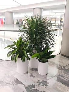 宁波北仑绿植出租哪家好 宁波北仑绿植出租哪家好